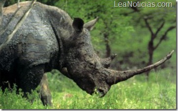 Rinoceronte6-300x186