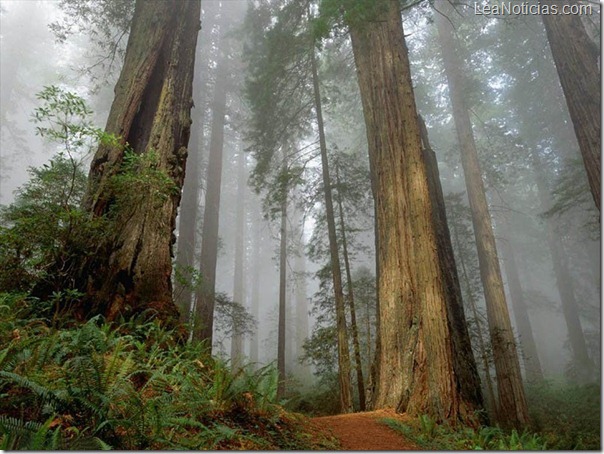 bosque-de-secuoyas