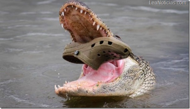 cocodrilo-zapato-croc