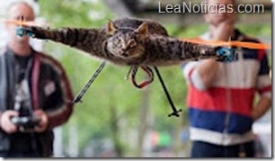 gato volador gato volador