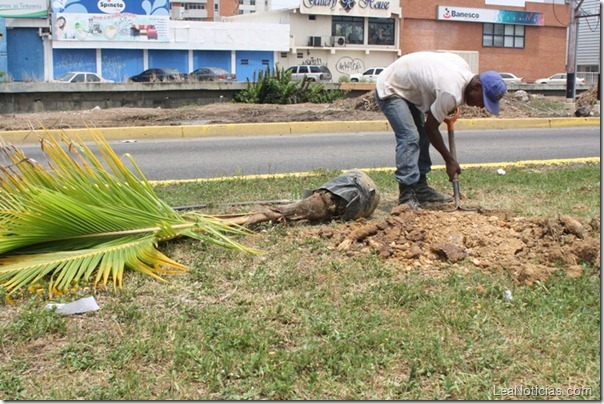 lecheria_arborizacion_alcaldia (3)