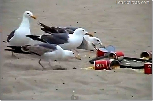 Broma pesada Estos chicos le dieron laxantes a gaviotas en una playa