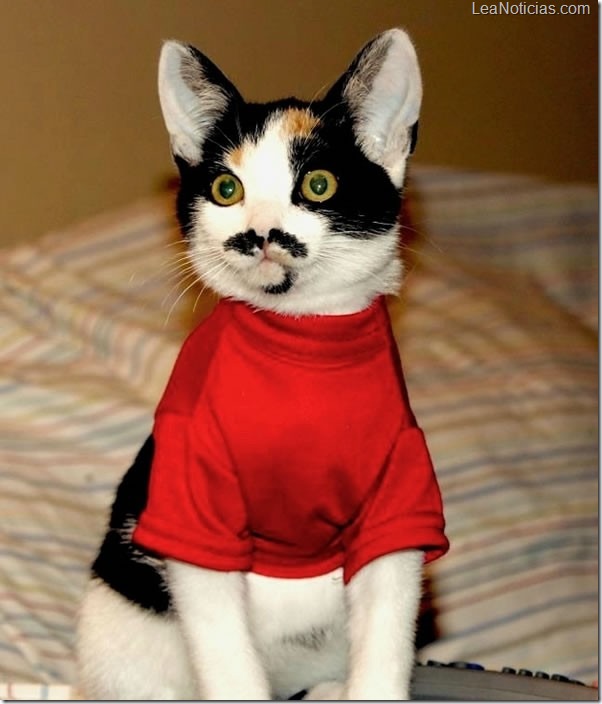 gato-con-bigote-curioso-598x700