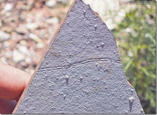 gm-fosil-arre