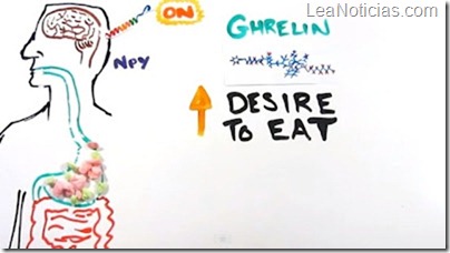 La ciencia del apetito El truco para comer sin engordar 