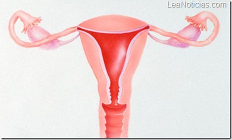 Normal-uterus-in-the-fema-007 (1)