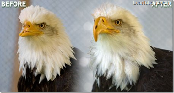 Aguila