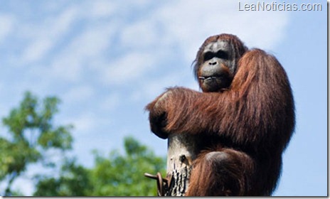 Borneo-male-orangutan-Wan-007