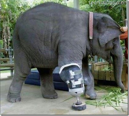 elefante-protesis