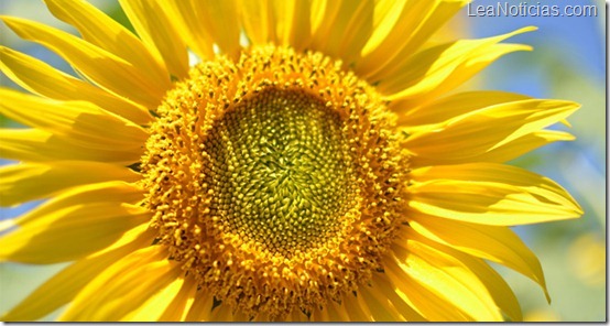 girasol1