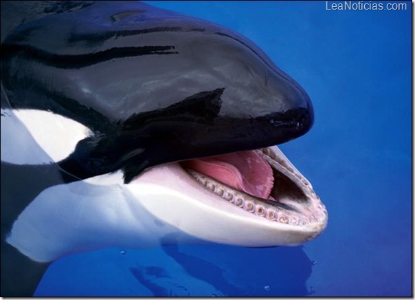 orca-picture
