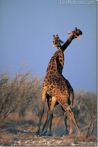 Antes del apareamiento la hembra jirafa orina en la boca del macho