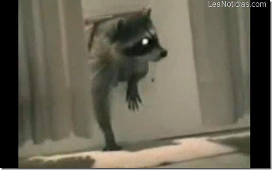 Dicen que los mapaches son ladrones por una buena razón (video gracioso)