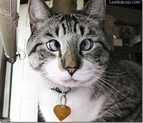 Spangls el lindo gato bizco famoso en Internet 1