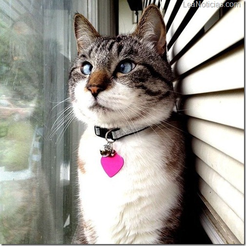 Spangls el lindo gato bizco famoso en Internet 4