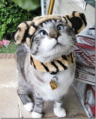 Spangls el lindo gato bizco famoso en Internet 5
