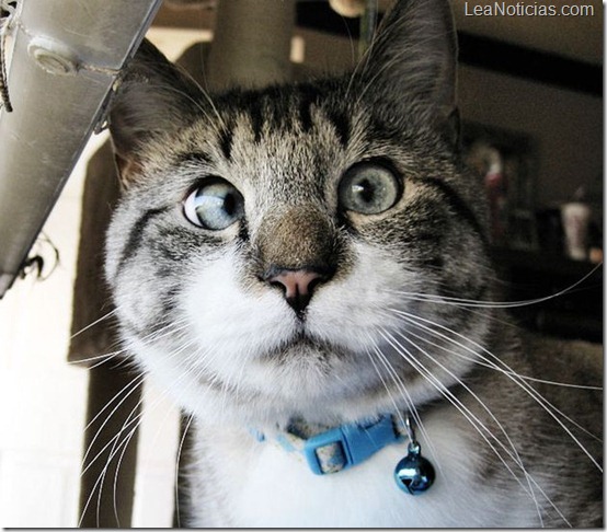 Spangls el lindo gato bizco famoso en Internet 6