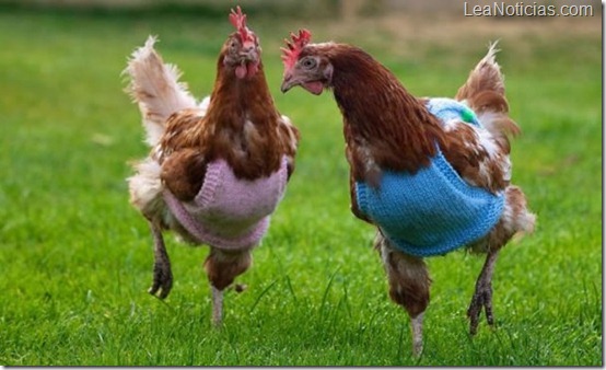 gallina-sin-plumas-lana