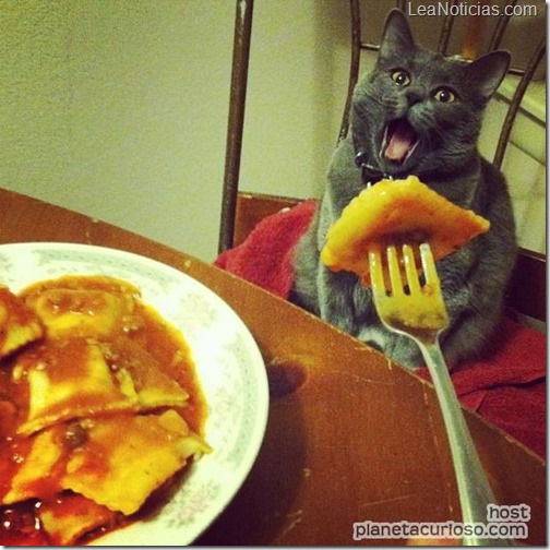 gatito-bocado gatito-bocado