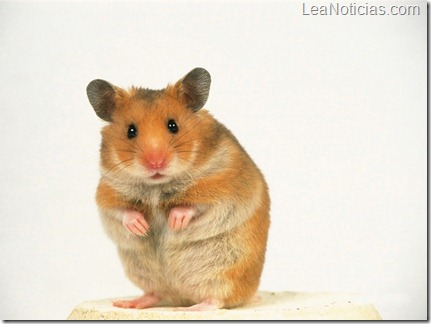 hamster