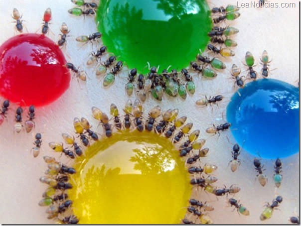 hormigas-agua-colores