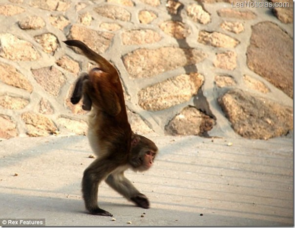 macaco-camina-sobre-patas-delanteras