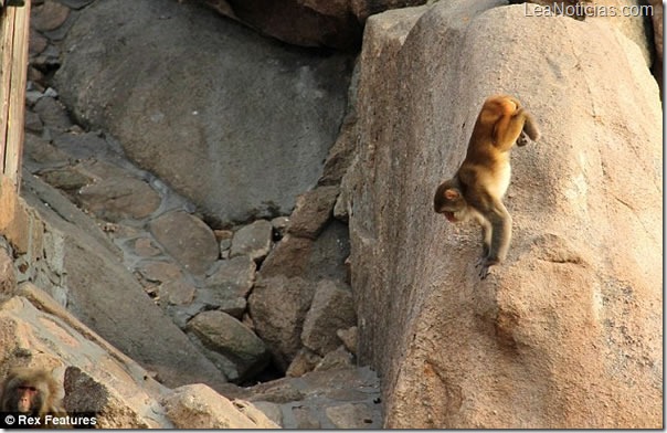 macaco-camina-sobre-patas-delanteras2