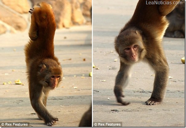 macaco-camina-sobre-patas-delanteras3