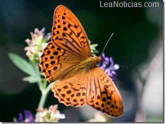 mariposasnacaradas