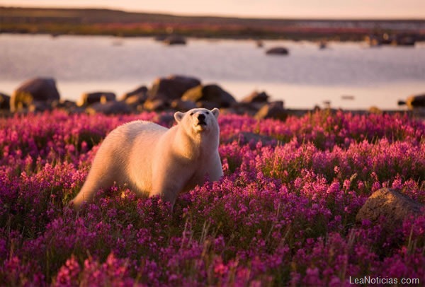 oso-polar-sobre-campo-flores