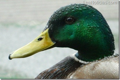 pato-homosexualidad