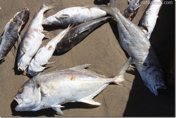 peces muertos playa mansa 4