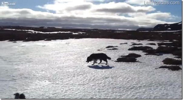 perro_de_raza_collie_ayuda_a_rescatar_a_unas_ovejas_con_vida_tras_19_d_as_bajo_la_nieve