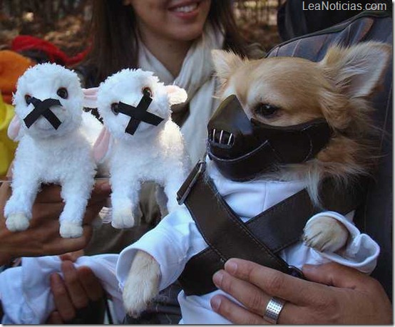 top 10 de los disfraces de Halloween para perros más espeluznantes 05