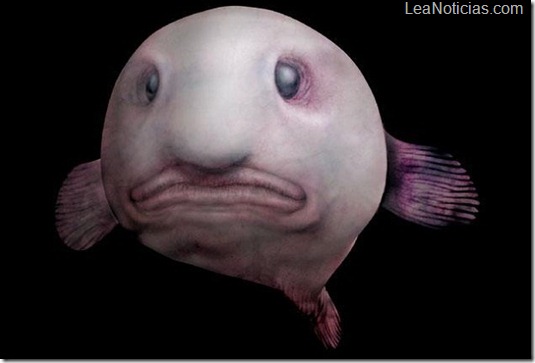 Blobfish pez triste mundo criaturas extrañas
