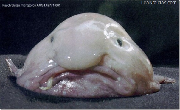 Blobfish pez triste mundo criaturas