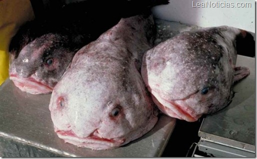 Blobfish_