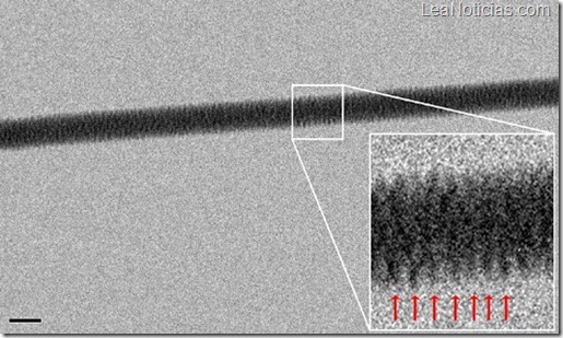 adn-microscopio