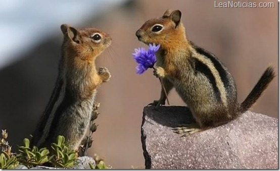 ardillas-romanticas