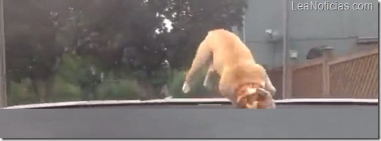 bulldog perro trampolin adorable