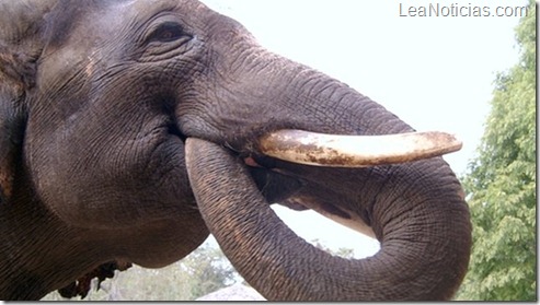 elefante_habla_coreano elefante_habla_coreano