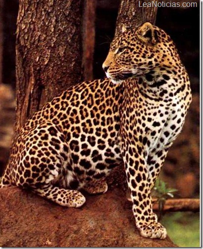 p16-c-1col-leopardo