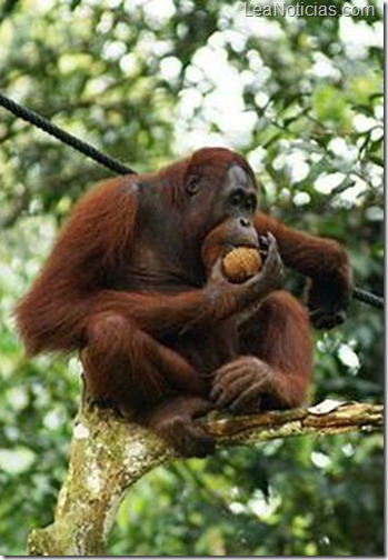 p16-c-1col-orangutan