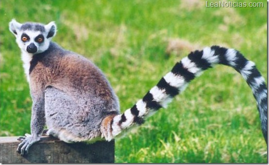 p16-c-rec-lemur