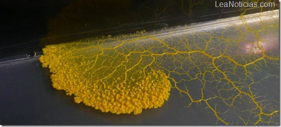 slimemold