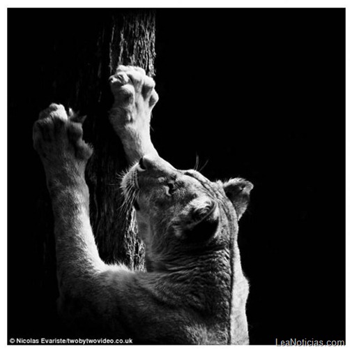 animales-blanco-negro-zoo-10