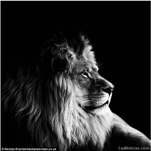 animales-blanco-negro-zoo-3 - copia