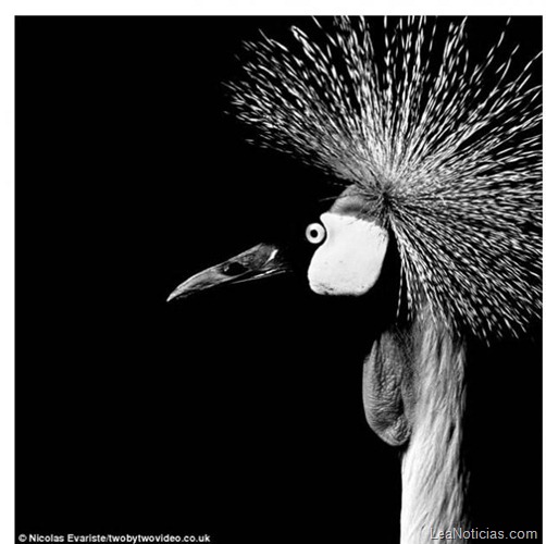 animales-blanco-negro-zoo-5