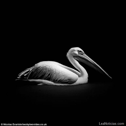 animales-blanco-negro-zoo-7