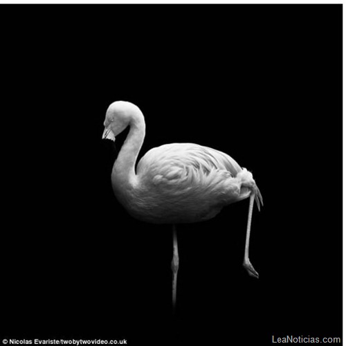 animales-blanco-negro-zoo-8